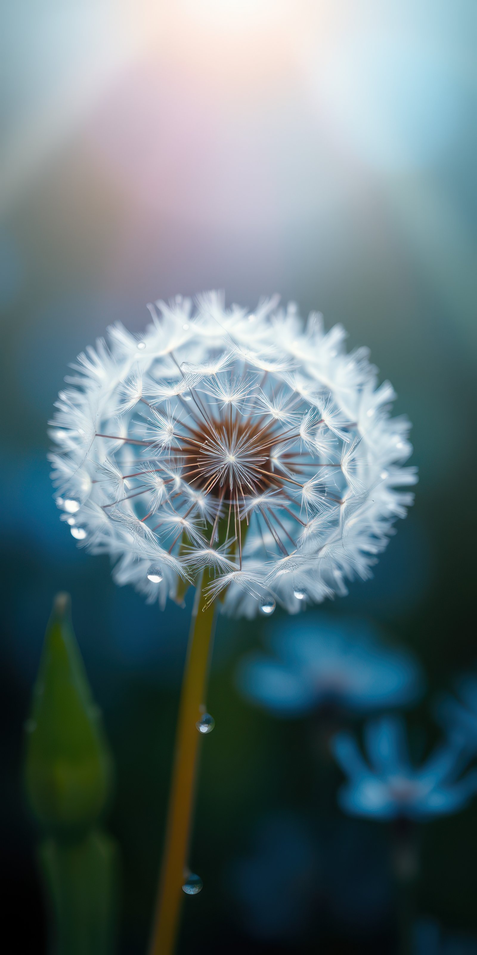 Delicate dandelion puff with dew drops glistening in soft morning light over a blurred green background